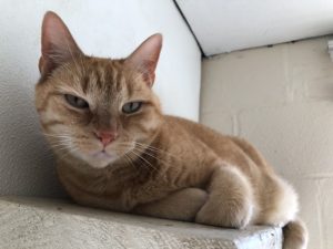 cat in its private boarding room at greenlin east