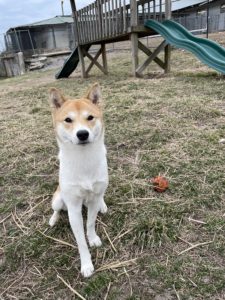 greenlin east pet boarding guest having outdoor playtime