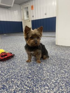 greenlin east puppy boarding guest playing indoors