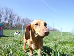 outside playtime for a greenlin east puppy boarding guest