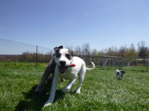 a puppy boarding guest playing outside at greenlin east