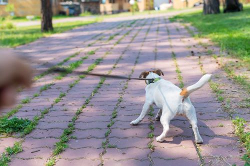 A puppy pulls their owner on a leash in the park.