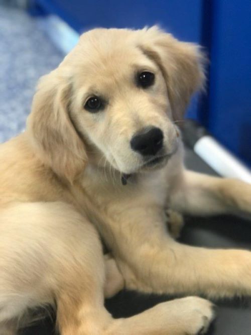 A puppy stares at the camera.