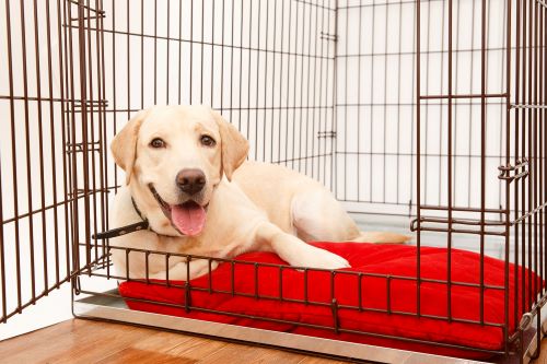A happy puppy lounges in his crate.