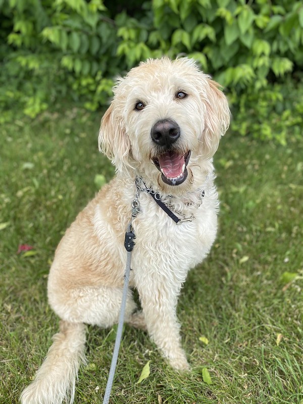 Camp Hill Dog Training Greenlin Pet Resorts