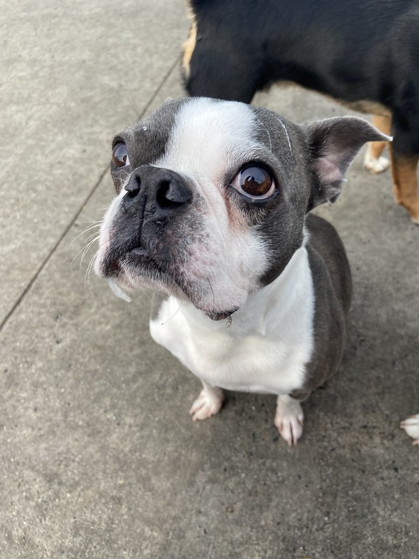 Camp Hill Dog Training Greenlin Pet Resorts