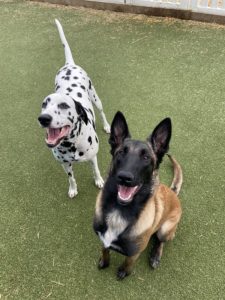 buddies at greenlin camp hill dog training