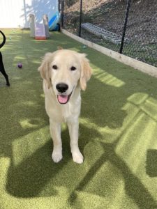 puppy outside at puppy academy at greenlin camp hill