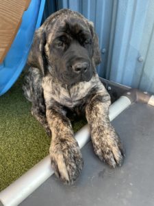 puppy relaxing at greenlin camp hill puppy academy