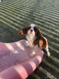 playtime at greenlin camp hill puppy academy