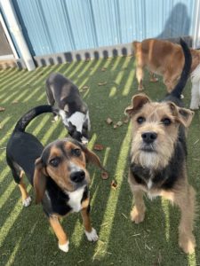 outside play break during puppy obedience training at greenlin camp hill