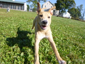 greenlin east puppy academy member playing outside