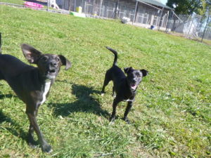 puppies playing outside at the greenlin east puppy academy