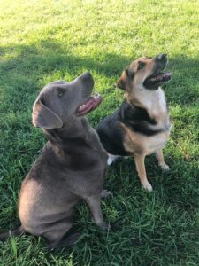 dogs showing of their learned sitting skills at greenlin hershey dog training