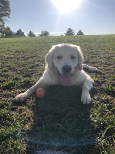 taking a break outside at greenlin hershey dog training