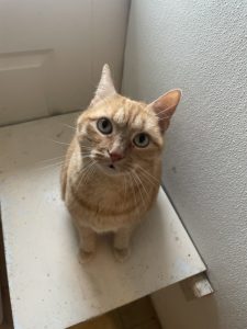 a curious greenlin east cat boarding guest