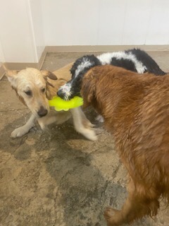 Three dogs fight over a pool toy.