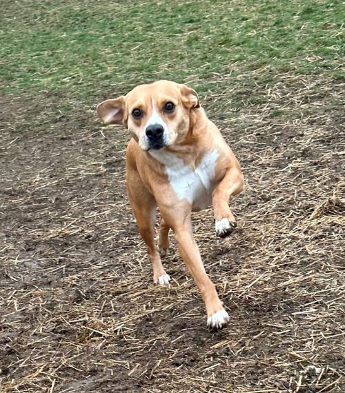 A medium sized brown dog is being trained off leash.