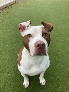A dog sits on command from hand signal from owner.
