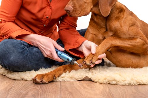 A dog has his nails filed by his owner.