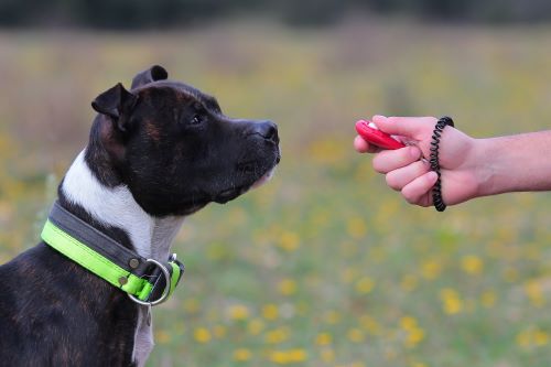 A black and white dog sits patiently for his owner who is training with a clicker.