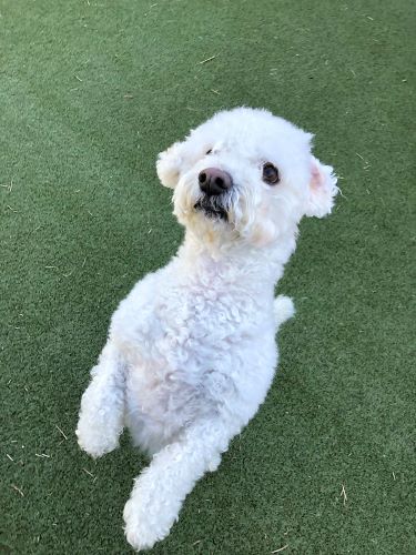 A smart poodle poses for the camera.