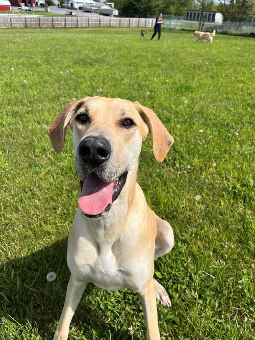 A happy dog waits for instructions on a walk.