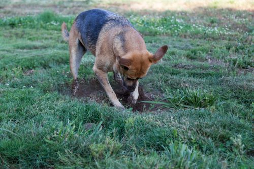 A large black and brown dog digs a hole in the backyard.