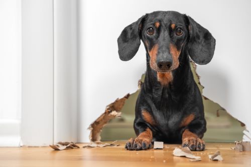 A guilty looking dachshund puppy has chewed through the bottom of a door.