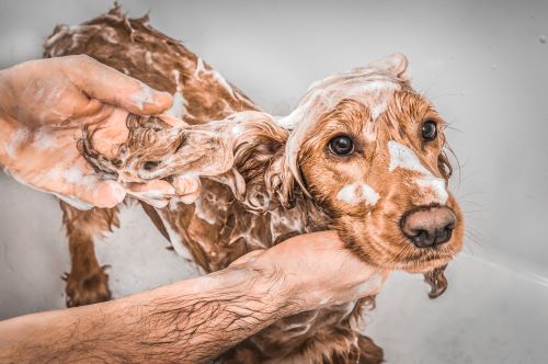 A small brown dog is being washed by a groomer.
