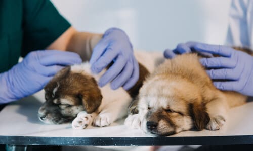 Two puppies sleeping on a veterinarian's table while the vet and a nurse work on them.
