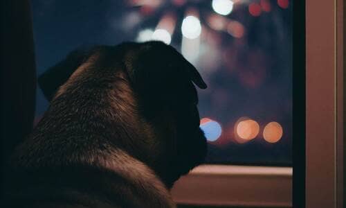 A closeup of a pug staring calmly out a window at a nighttime fireworks display.