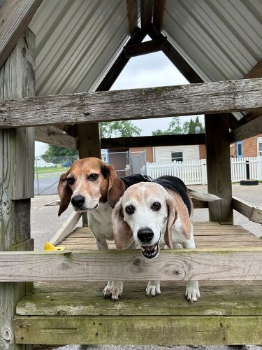 Two medium sized dogs play together on a plaground.