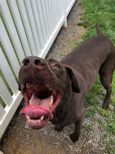 A happy chocolate lab sticks his tongue out.