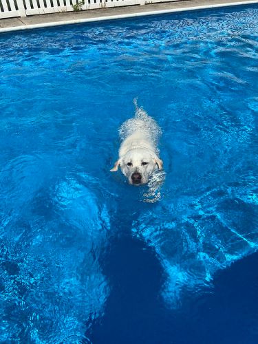 A white lab safely paddles through a clean, blue pool in the summer.