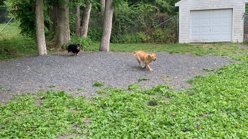 A black dog chases a tan dog.