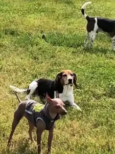Two nervous looking dogs at a dog park.