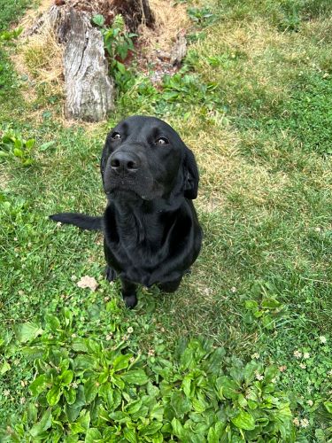 An adopted black lab stares at the camera at his new house.