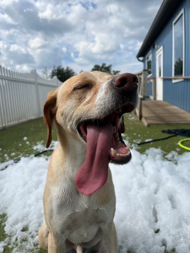 A happy tan and white dog with his tongue hanging out smiles at the camera during a bubble party at the dog boarding facility.