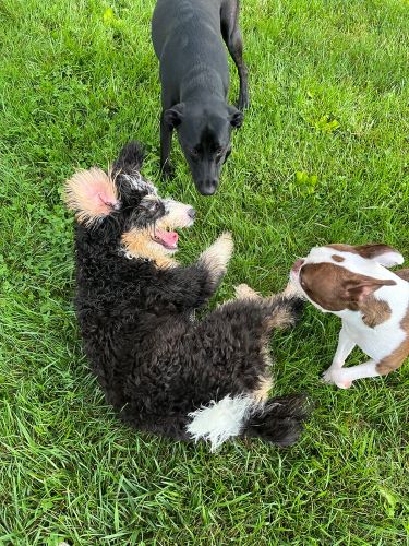 Three small dogs play together in the grass at a pet boarding facility.