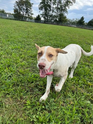 A healthy white and brown puppy runs through grass on a sunny day.