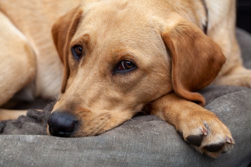 A sad tan dog lies on a sofa.