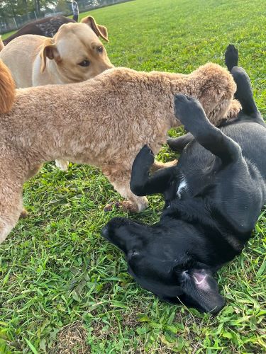 Three dogs roughhouse playfully on a beautiful green lawn.