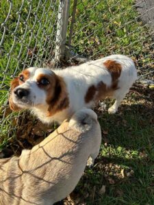 Training Fearful Dogs