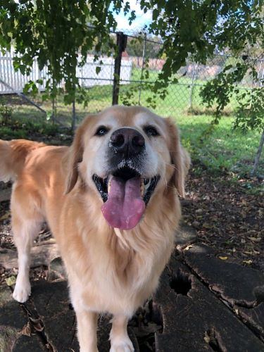 A senior golden retriever smiles at the camera in a park.