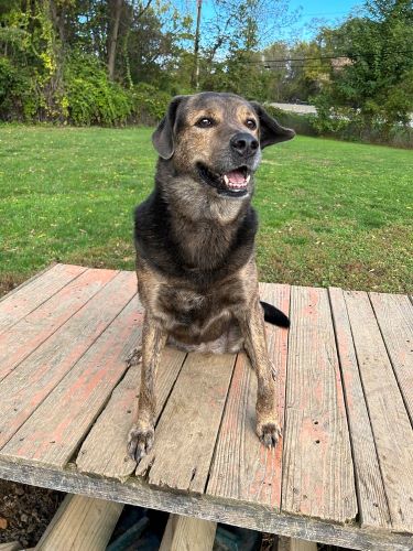 A senior dog, brown and black, sits comfortably on a deck.