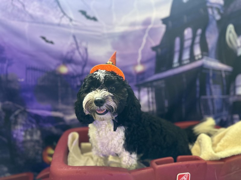 A black and white dog wears an orange witch hat in a wagon against an eerie background.