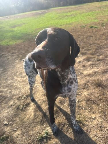 An old dog with brown spots is outside at dog daycare learning new tricks.