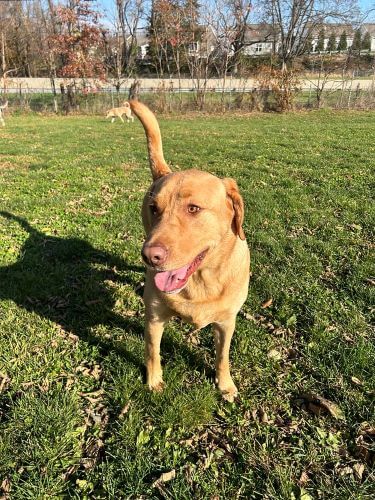 A senior dog standing in a sunlight green field at dog daycare.