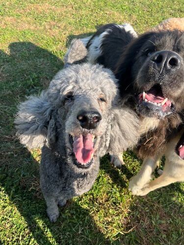 Two happy dogs smile at the camera at dog daycare.